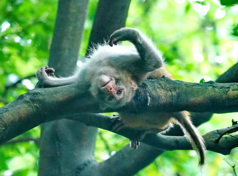 Jia Ronglin - Foraging-monkeys-6